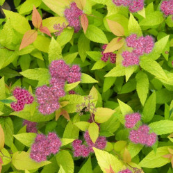 Спирея японская Хаберт Голд (20/40, c5) ЦС