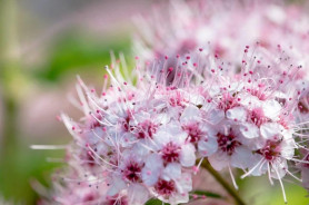 Спирея японская Спарклинг Шампань (20/40, c3) ЦС