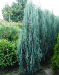 Можжевельник скальный Блю Арроу (160/180, WRB Т45/50/60)