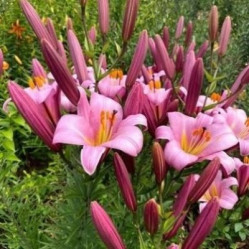 Лилия Пинк Планет (трубч.) 14/16 (2шт./уп.) (Солн.сад)