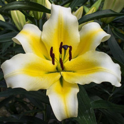 Лилия Галапагос (восточ.) 14/16 (2шт./уп.) (Солн.сад)