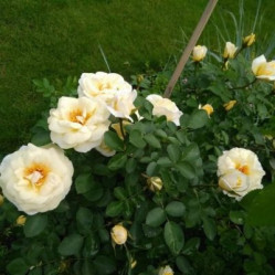 Роза канадская парковая Ж. П. Коннел (Поиск)