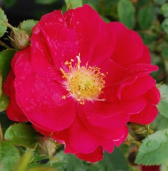 Роза канадская плетистая Генри Келси Поиск