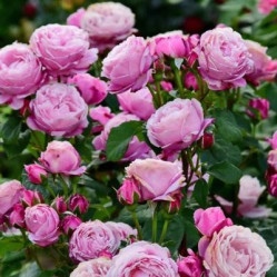 Роза парк. Дитэр Мюллер Поиск