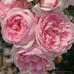 Роза парк. Синдерелла Поиск