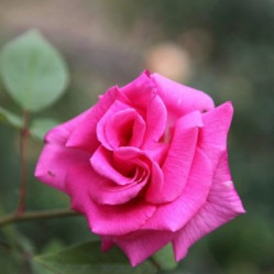 Роза плетист. Зефирин Друэн Поиск