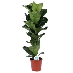 Фикус лирата (D-21 Н-110) 7цв.