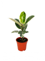 Фикус Эластика Тинеке 3 ст (D-23,H-75) 7цв.