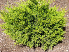 Можжевельник китайский Куривао Голд (20/40, c3)