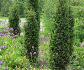 Можжевельник обыкновенный Суецика (30/40, c3)