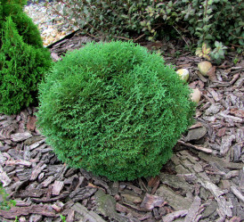 Туя западная Тини Тим (20/30, c3)