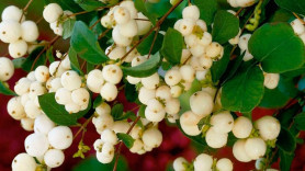 Снежноягодник доренбоза Вайт Хедж (с3)