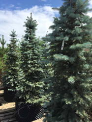 Ель колючая Супер Блю Сидлинг (175/200, WRB) Экстра