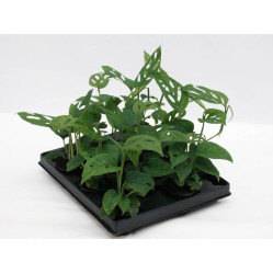 Монстера Адансона (D-27, Н-60) 7цв.