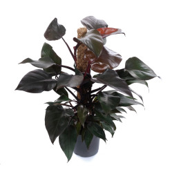 Филодендрон Нью Ред (D-17, Н-65) 7цв.