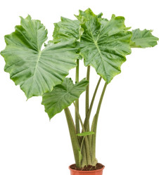 Алоказия Портодора (D-24, Н-110) 7цв.