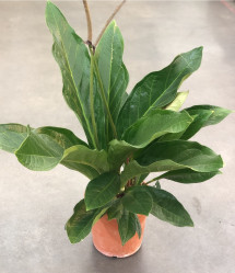 Антуриум Грин Пэшн (D-27,Н-90) 7цв.