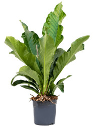 Антуриум Джангл Буш 2 ст (D-24,Н-70) 7цв.