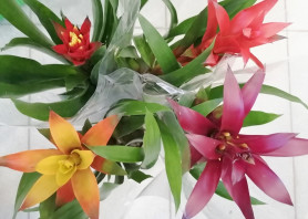 Гузмания Микс (D-15) 7цв.