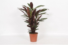 Калатея Вейвстар (D-27, Н-90) 7цв.