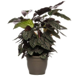 Калатея Орната (D-19, Н-80) 7цв.