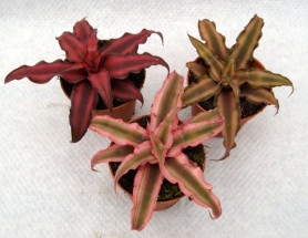 Криптантус Микс (D-9) 7цв.