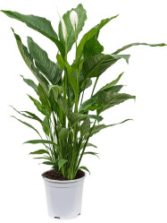 Спатифиллум Свит Себастьяно (D-24,H-110) 7цв.