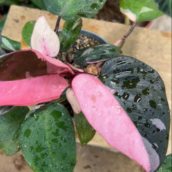 Филодендрон Пинк Принцесс (D-19, Н-45) 7цв.