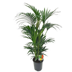 Ховея Форстериана (D-27,H-160) 7цв.