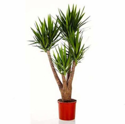 Юкка разветвленная (D-32,Н-190) 7цв.