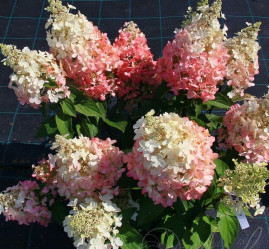 Гортензия метельчатая Бэби Лэйс (с5) ЦС