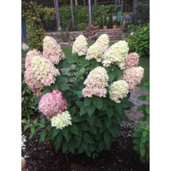 Гортензия метельчатая Колорфул Коктейль (с5) ЦС