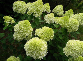 Гортензия метельчатая Лаймлайт (с5) ЦС