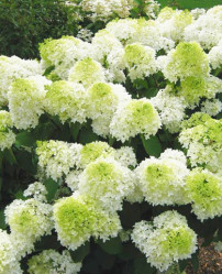 Гортензия метельчатая Литтл Лайм (с5) ЦС