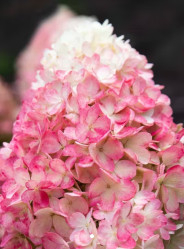 Гортензия метельчатая Распберри Пинк (с5) ЦС