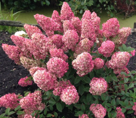 Гортензия метельчатая Сандей Фрайз (с5) ЦС