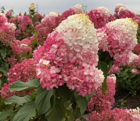 Гортензия метельчатая Строберри Блоссом (с5) ЦС