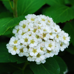 Спирея березолистная Тор (с3) ЦС