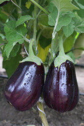 Баклажаны Блэк Бьюти 0,2гр. (Седек)