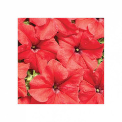 Петуния Красный бархат F1 5шт (Седек)