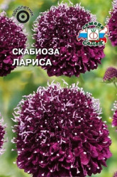 Скабиоза темно-пурпурная Лариса 0,1г (Седек)