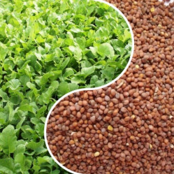 Редька масличная ДАЧАtime (пак.0,5кг.)