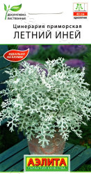 Цинерария Летний Иней (Аэлита)