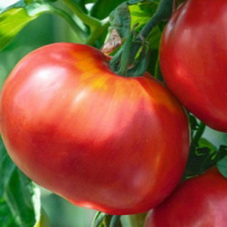 Томат Купец-молодец 20шт (Аэлита)