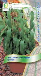 Эвкалипт лимонный Цитрус ("К) 5шт (Поиск)