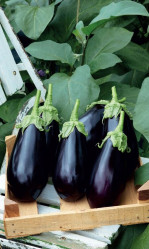 Баклажаны Дружная семейка банка (Урал. Дачник)