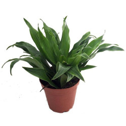 Драцена Фрагранс Драгон Микс (D-12)