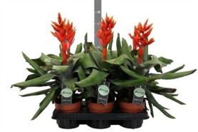 Эхмея Элегант Флейм (D-12)