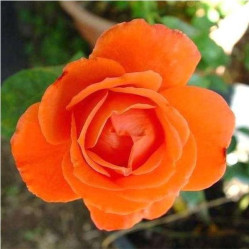 Роза ч/г Джоро Поиск