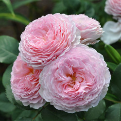 Роза англ. парковая Джеймс Гэвей Поиск